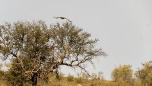 Aquila adalberti