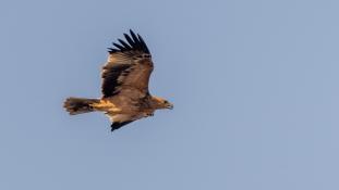 Aquila adalberti