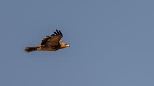 Aquila adalberti