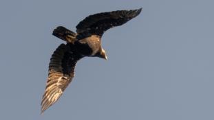 Aquila adalberti