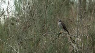 Accipiter nisus