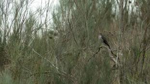 Accipiter nisus