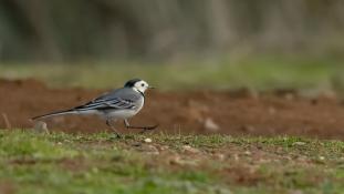 Motacilla alba