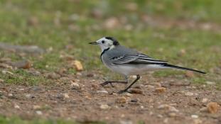 Motacilla alba