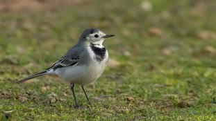 Motacilla alba