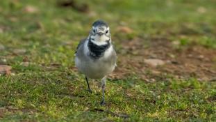 Motacilla alba