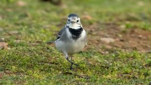 Motacilla alba