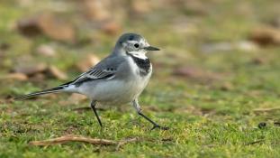 Motacilla alba