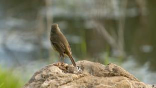 Erithacus rubecula