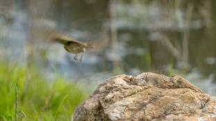 Erithacus rubecula