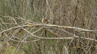 Jynx torquilla - Torcol fourmilier - Eurasian Wryneck (ang) - Torcecuello euroasiático (sp)