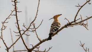 Upupa epops - Huppe fasciée - Eurasian Hoopoe (ang) - Abubilla (sp)