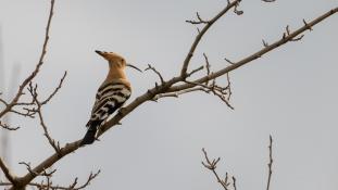 Upupa epops - Huppe fasciée - Eurasian Hoopoe (ang) - Abubilla (sp)