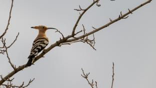 Upupa epops - Huppe fasciée - Eurasian Hoopoe (ang) - Abubilla (sp)