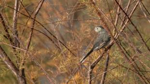 Motacilla alba