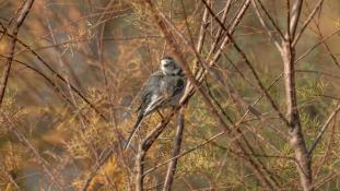 Motacilla alba