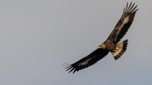 Aquila chrysaetos