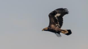 Aquila chrysaetos