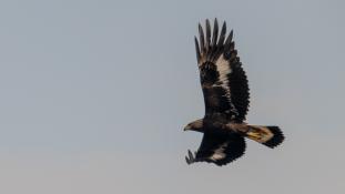 Aquila chrysaetos