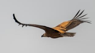 Gyps fulvus - Vautour fauve - Griffon Vulture (ang) - Buitre leonado (sp)