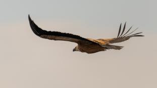 Gyps fulvus - Vautour fauve - Griffon Vulture (ang) - Buitre leonado (sp)