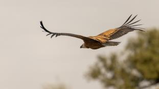 Gyps fulvus - Vautour fauve - Griffon Vulture (ang) - Buitre leonado (sp)