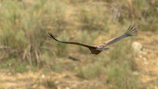 Gyps fulvus - Vautour fauve - Griffon Vulture (ang) - Buitre leonado (sp)