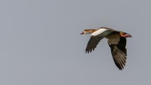 Alopochen aegyptiacus - Ouette d'Égypte - Egyptian Goose (ang) - Ganso del Nilo (sp)