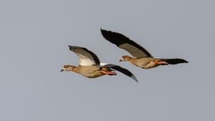 Alopochen aegyptiacus - Ouette d'Égypte - Egyptian Goose (ang) - Ganso del Nilo (sp)