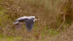 Ardea cinerea - Héron cendré - Grey Heron (ang) - Garça-real (sp)