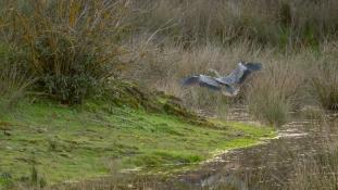 Ardea cinerea - Héron cendré - Grey Heron (ang) - Garça-real (sp)