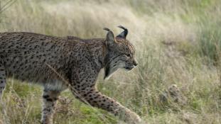 Lynx pardinus - Lynx ibérique - Iberian lynx  (ang) - Lince iberico (sp)