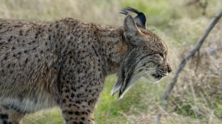 Lynx pardinus - Lynx ibérique - Iberian lynx  (ang) - Lince iberico (sp)