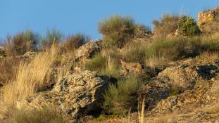 Lynx pardinus - Lynx ibérique - Iberian lynx  (ang) - Lince iberico (sp)