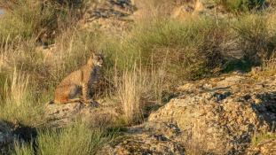 Lynx pardinus - Lynx ibérique - Iberian lynx  (ang) - Lince iberico (sp)