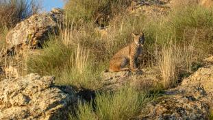 Lynx pardinus - Lynx ibérique - Iberian lynx  (ang) - Lince iberico (sp)