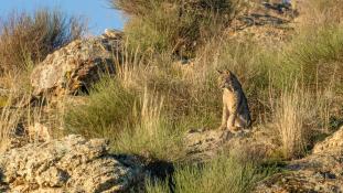 Lynx pardinus - Lynx ibérique - Iberian lynx  (ang) - Lince iberico (sp)