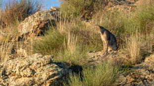 Lynx pardinus - Lynx ibérique - Iberian lynx  (ang) - Lince iberico (sp)