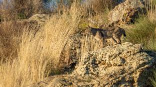 Lynx pardinus - Lynx ibérique - Iberian lynx  (ang) - Lince iberico (sp)