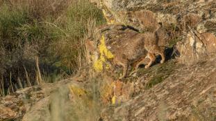 Lynx pardinus - Lynx ibérique - Iberian lynx  (ang) - Lince iberico (sp)