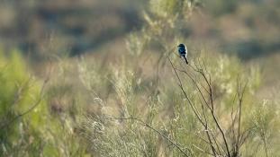 Lanius meridionalis - Pie-grièche méridionale - Iberian grey shrike (ang) - Alcaudón real (sp)