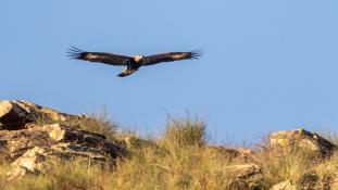 Aquila chrysaetos - Aigle royal - Golden eagle (ang) - Águila real (sp)