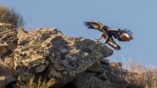 Aquila chrysaetos - Aigle royal - Golden eagle (ang) - Águila real (sp)