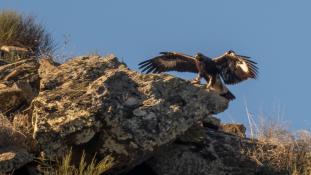 Aquila chrysaetos - Aigle royal - Golden eagle (ang) - Águila real (sp)