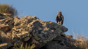 Aquila chrysaetos - Aigle royal - Golden eagle (ang) - Águila real (sp)