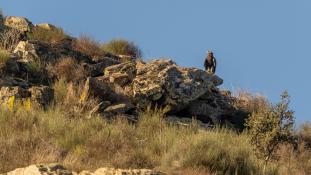 Aquila chrysaetos - Aigle royal - Golden eagle (ang) - Águila real (sp)