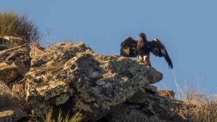 Aquila chrysaetos - Aigle royal - Golden eagle (ang) - Águila real (sp)