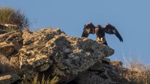 Aquila chrysaetos - Aigle royal - Golden eagle (ang) - Águila real (sp)