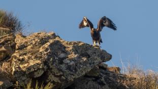 Aquila chrysaetos - Aigle royal - Golden eagle (ang) - Águila real (sp)