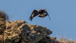 Aquila chrysaetos - Aigle royal - Golden eagle (ang) - Águila real (sp)